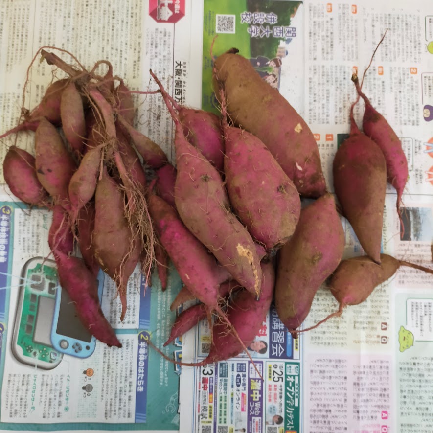 芋ほりで収穫したお芋たち